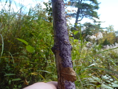Phlebiopsis crassa