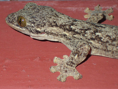 Thecadactylus rapicauda