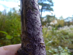 Phlebiopsis crassa