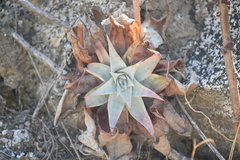 Dudleya arizonica