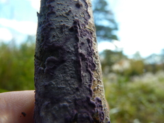 Phlebiopsis crassa