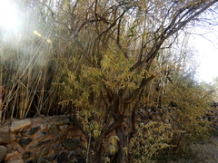 Buddleja tucumanensis