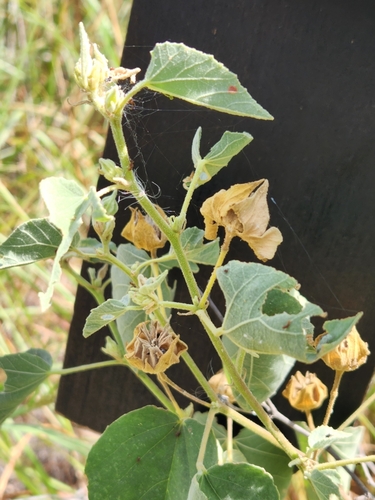 Berlandier's Indian mallow (Abutilon berlandieri)