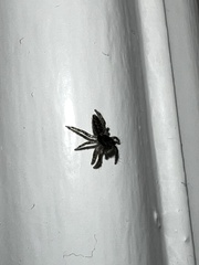 Platycryptus californicus