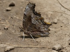 Polygonia gracilis