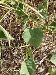 Abutilon berlandieri