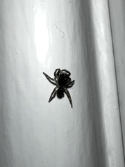 Platycryptus californicus