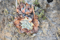 Dudleya arizonica