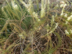 Baccharis grisebachii