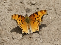Polygonia gracilis