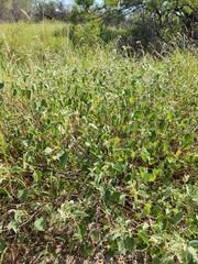 Abutilon berlandieri
