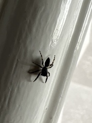 Platycryptus californicus