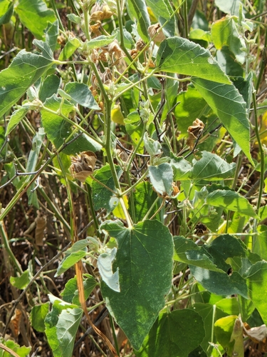 Image of Abutilon berlandieri by (c) Jo Roberts, some rights reserved (CC BY)