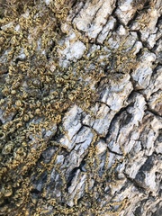 Homalothecium nuttallii