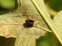 Acraspis quercushirta