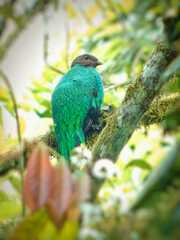 Pharomachrus auriceps