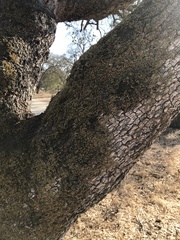 Homalothecium nuttallii