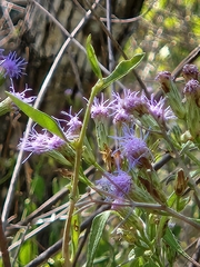 Chromolaena odorata: Herkunft und Verwendung — Foto 2