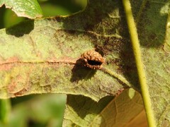 Acraspis quercushirta