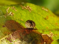 Acraspis quercushirta