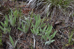 Hieracium scouleri