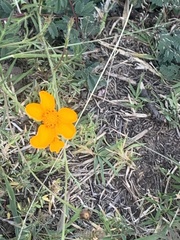 Dyssodia tagetiflora