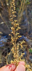 Artemisia californica