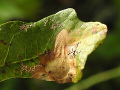 Acraspis quercushirta