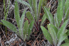 Hieracium scouleri