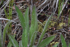 Hieracium scouleri