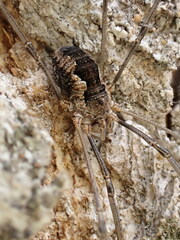 Phalangium opilio