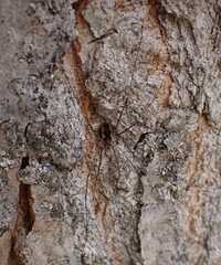 Phalangium opilio