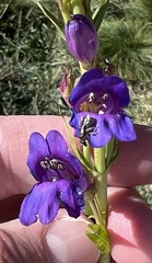 Penstemon strictus