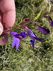 Penstemon strictus