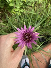 Tragopogon porrifolius