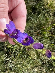 Penstemon strictus