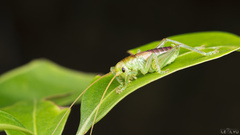 Metriogryllacris