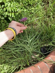 Tragopogon porrifolius