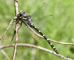Cordulegaster dorsalis