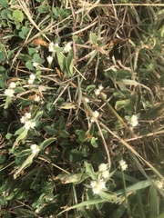 Gomphrenoideae
