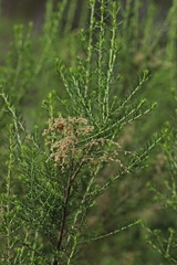 Cassinia sifton