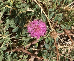Mimosa quadrivalvis