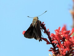 Asbolis capucinus