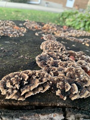 Fungi