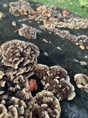 Fungi