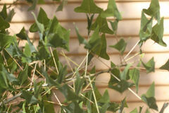 Erythrina herbacea