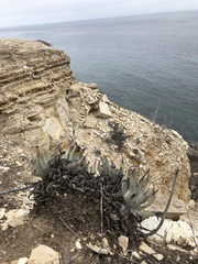 Dudleya virens insularis