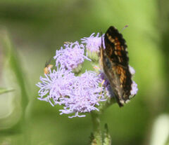 Phyciodes phaon