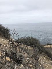 Dudleya virens insularis