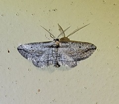 Iridopsis obliquaria